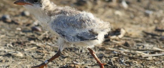 Az év madárcsodája történt Mórahalmon